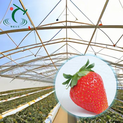 Tŷ Gwydr Mefus Polycarbonad Venlo